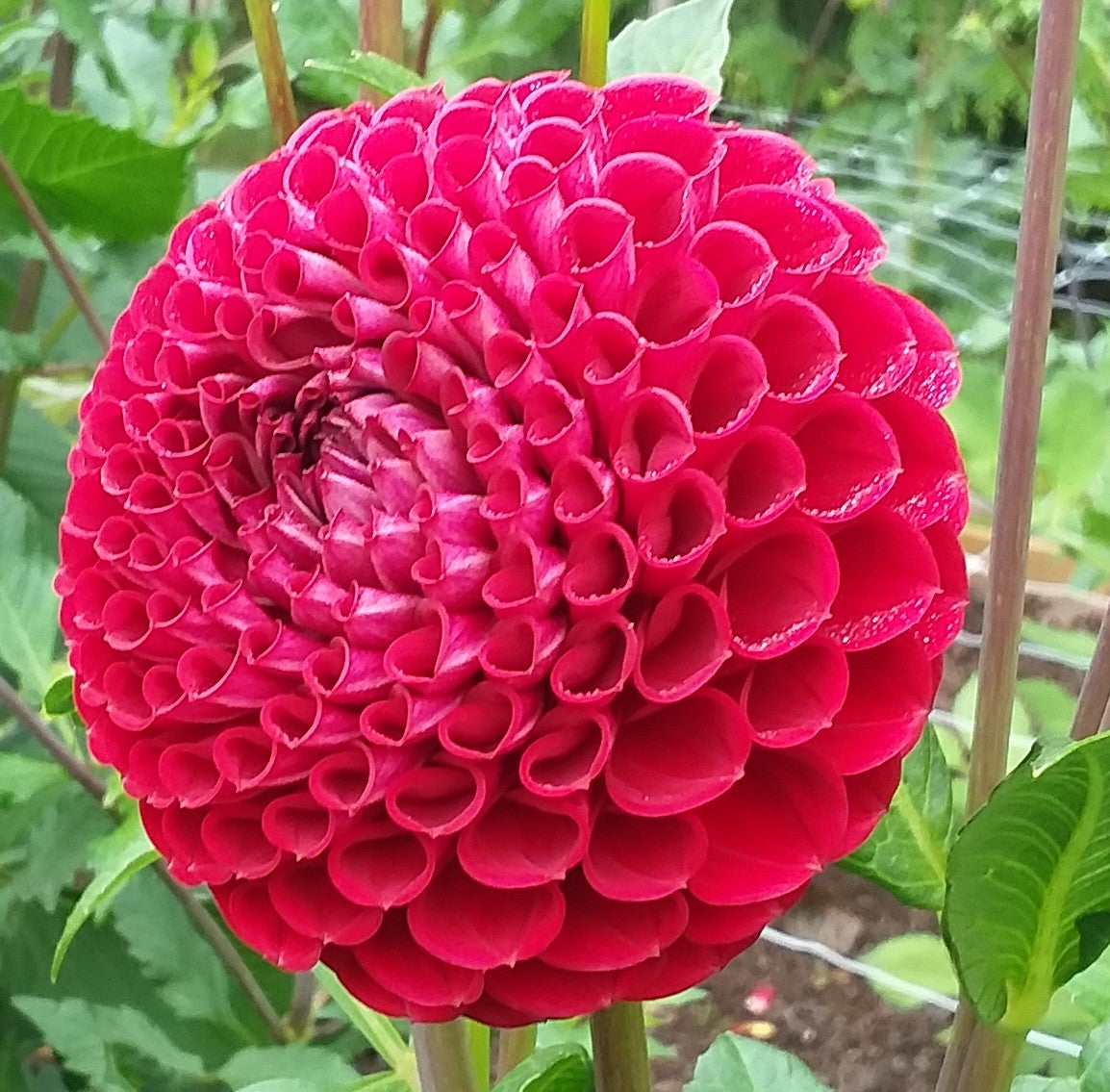Cornel Red