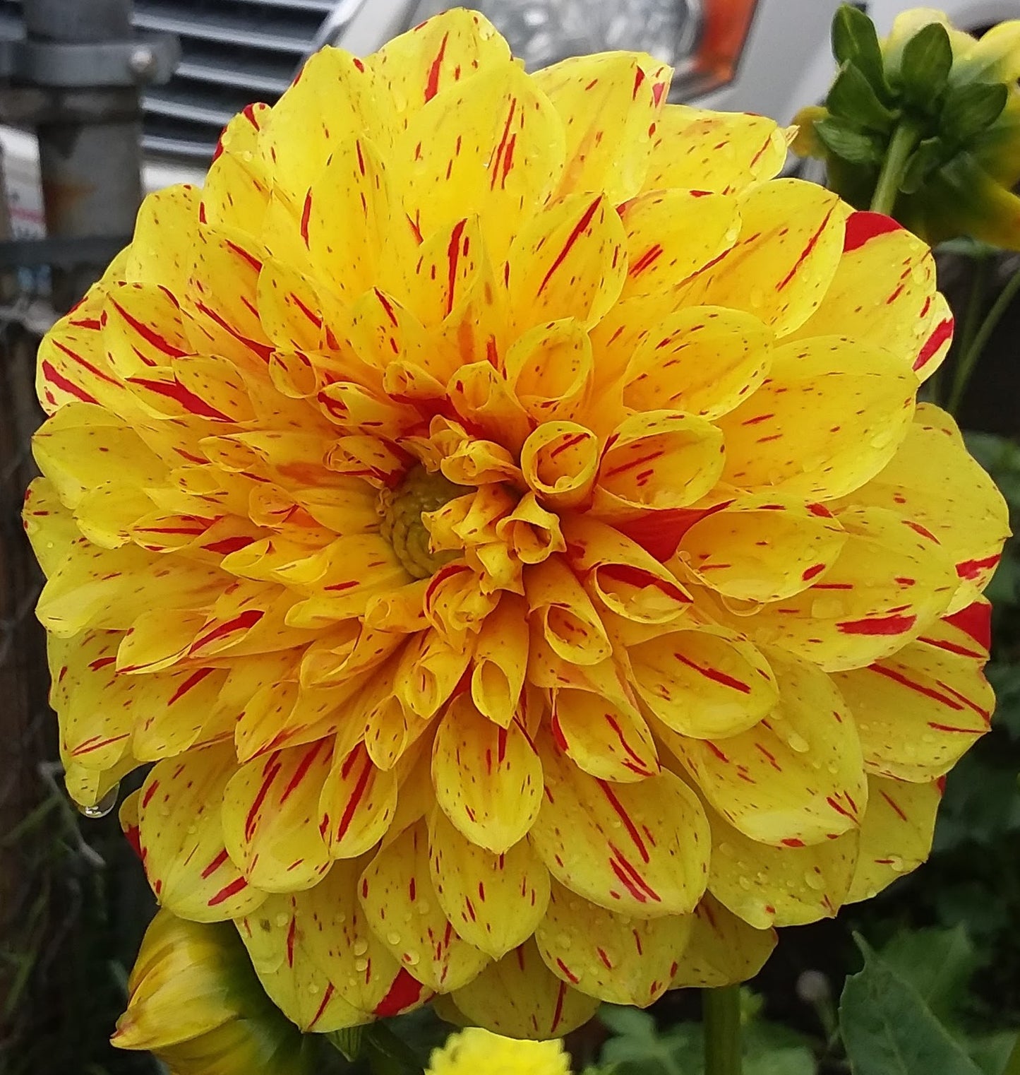 Gloriosa