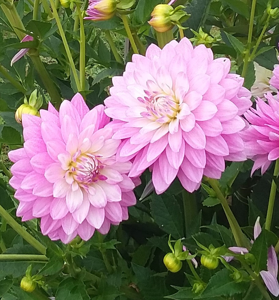 Pink/Purple Waterlily (Hapet Rose Dream?)
