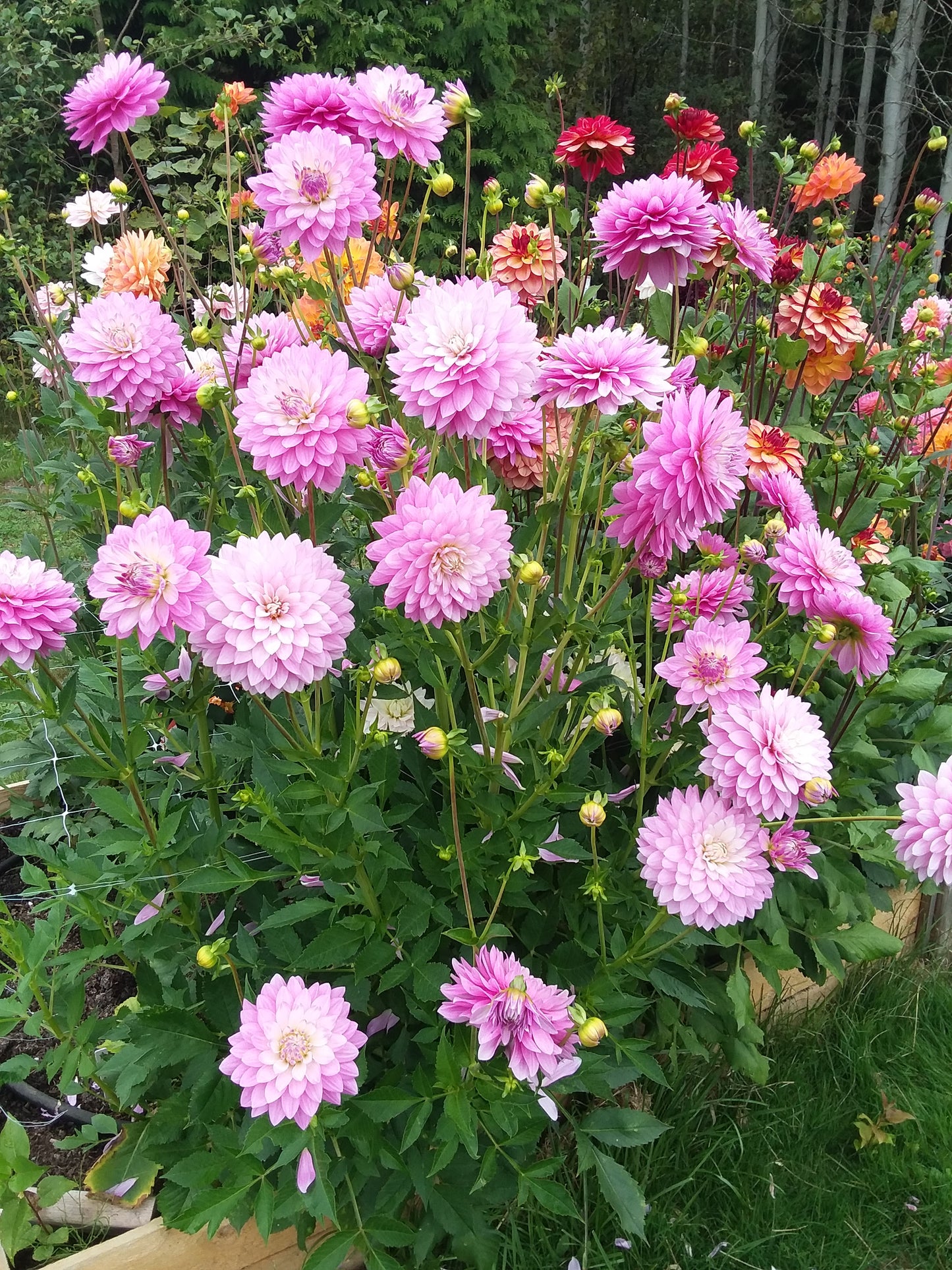 Pink/Purple Waterlily (Hapet Rose Dream?)