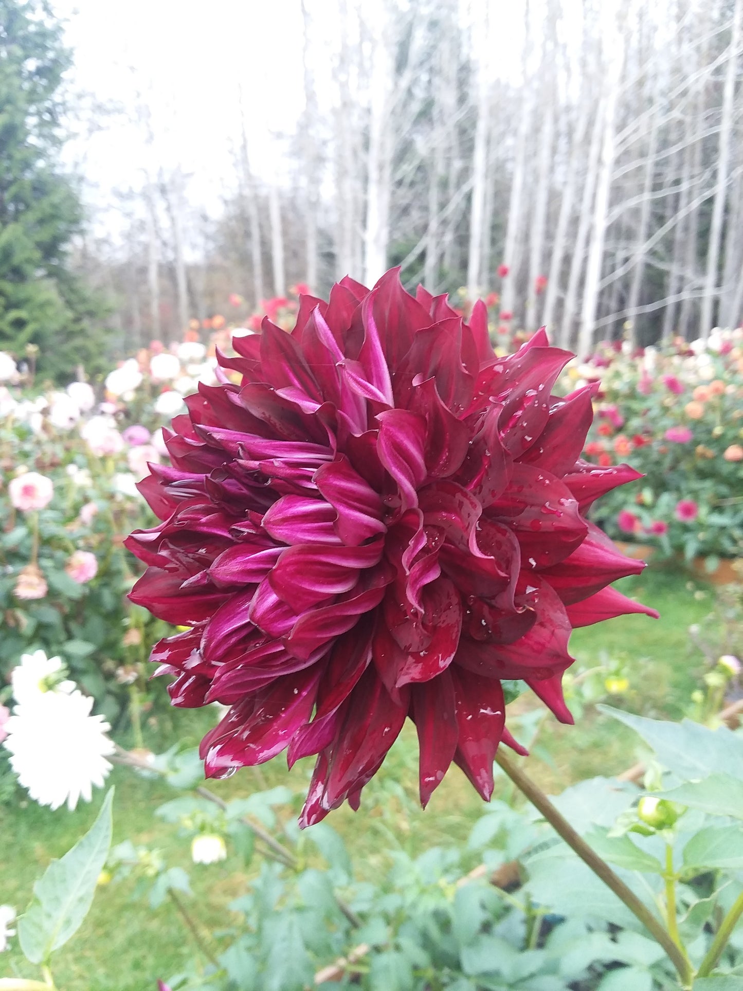 Hollyhill Black Beauty
