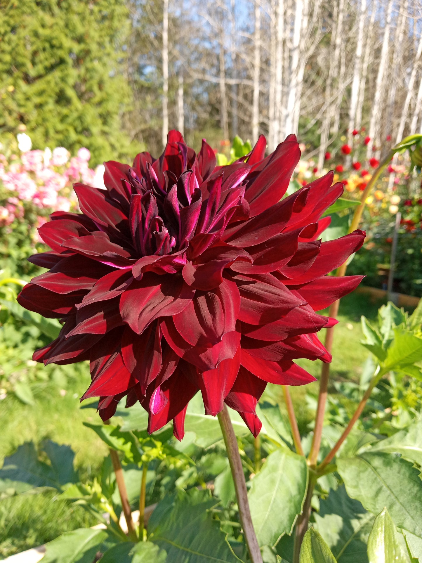 Hollyhill Black Beauty