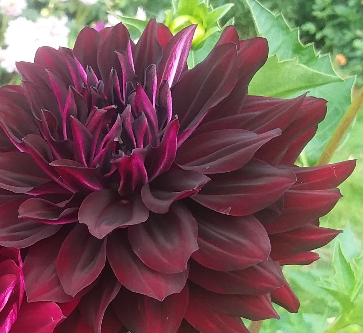 Hollyhill Black Beauty