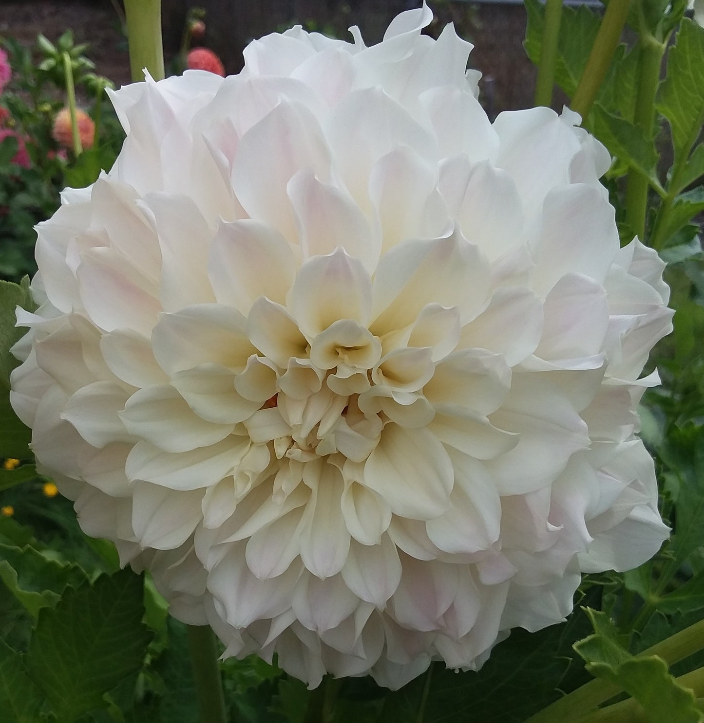 Irish Ruffles