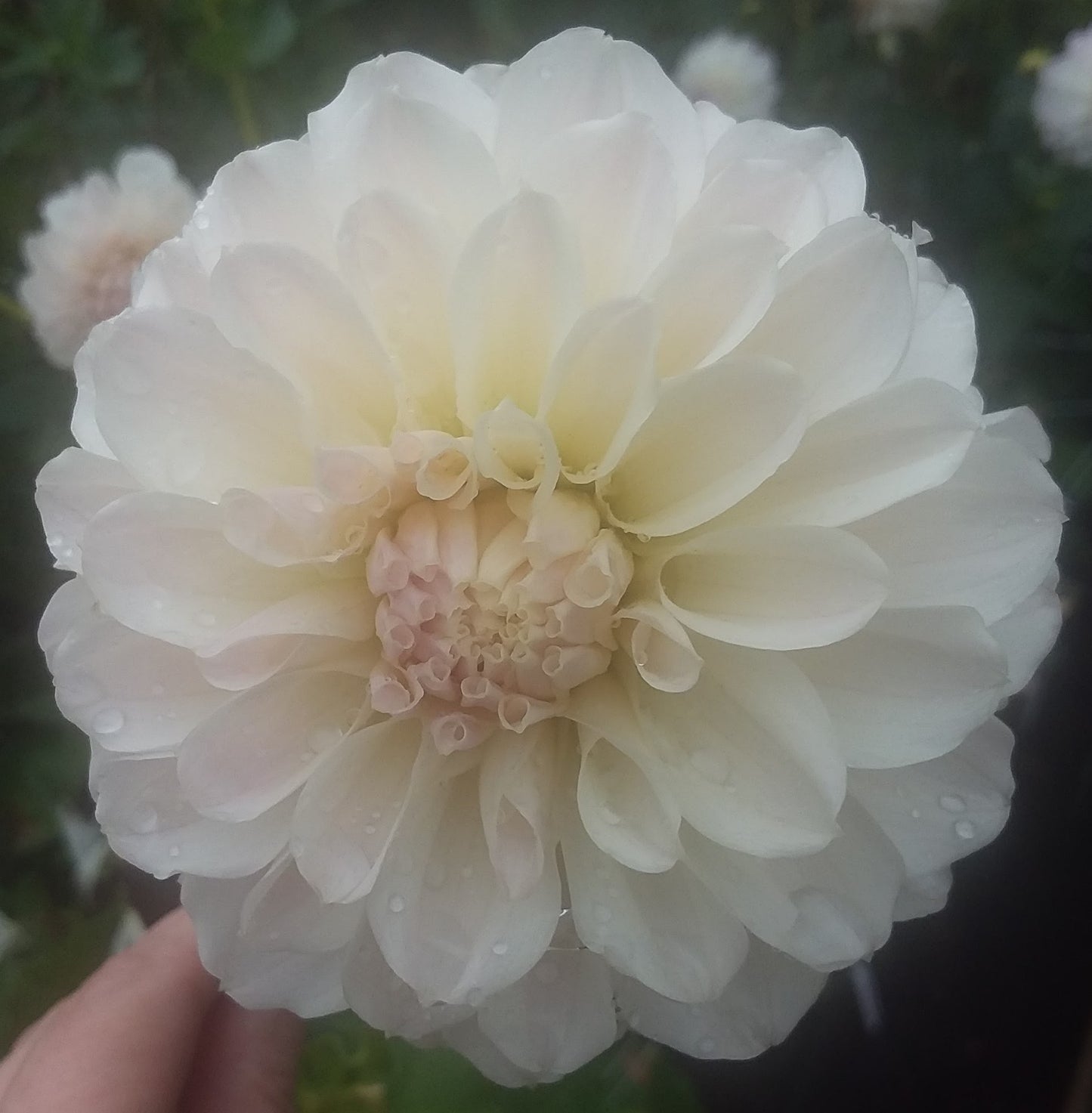 Irish Ruffles
