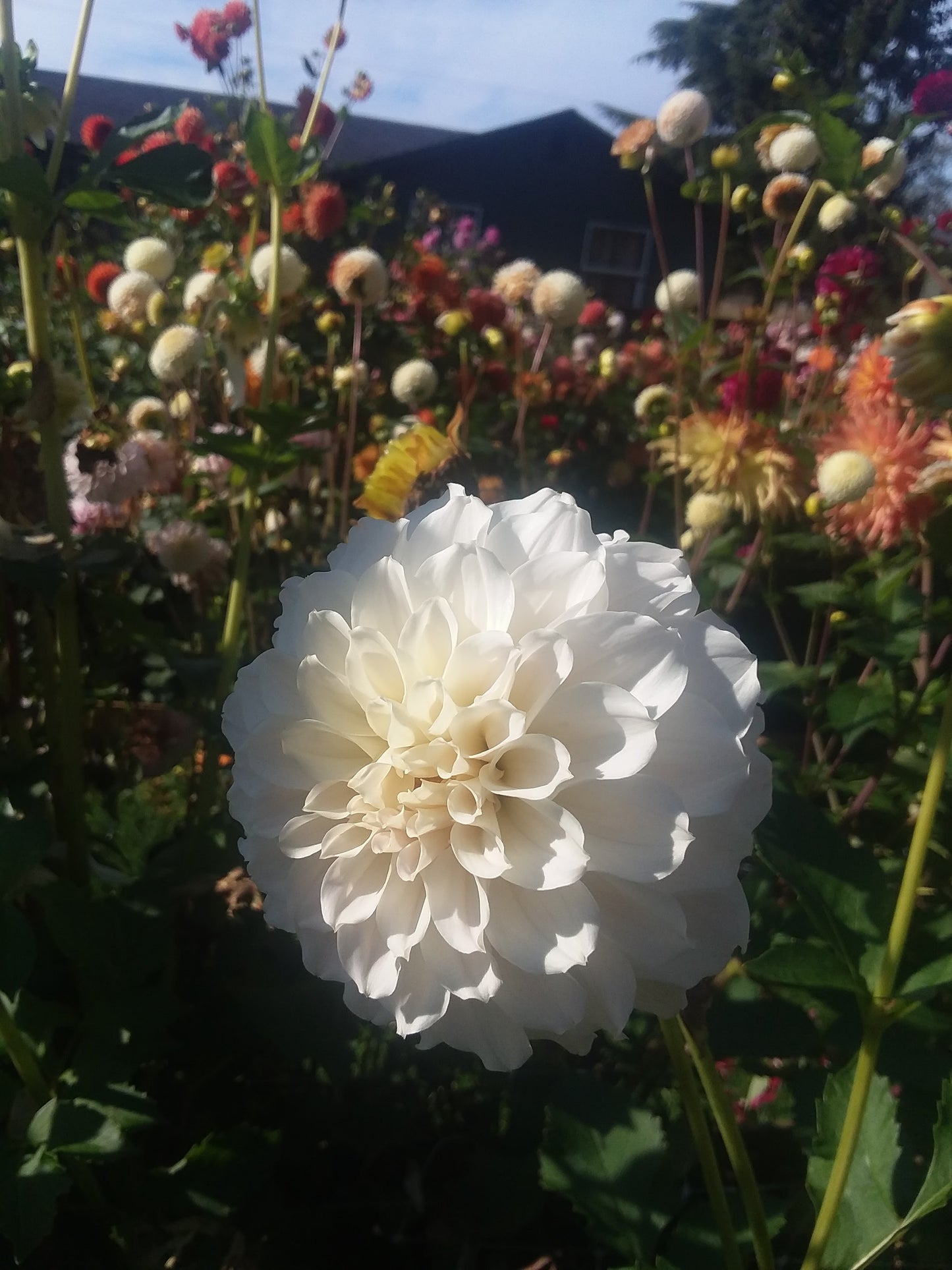 Irish Ruffles