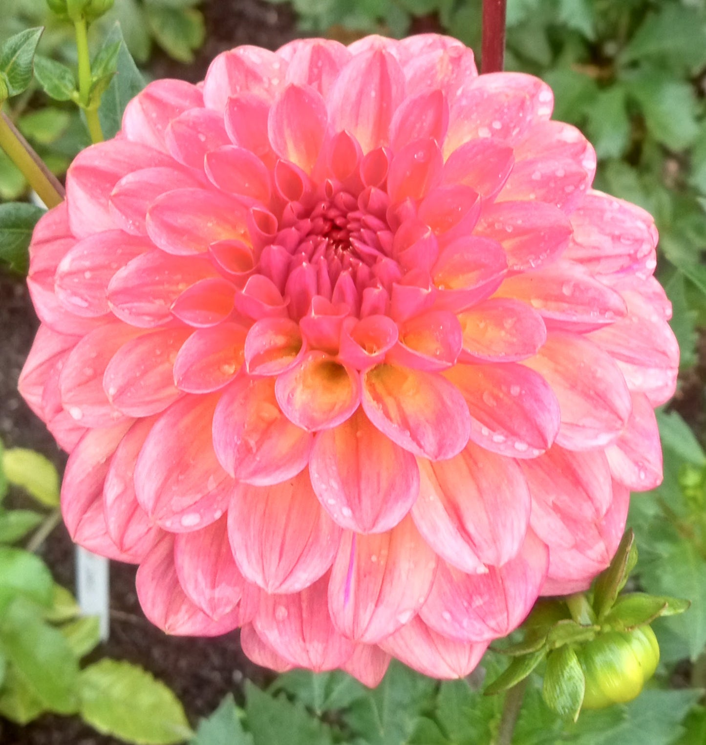 Lark's Ebbe