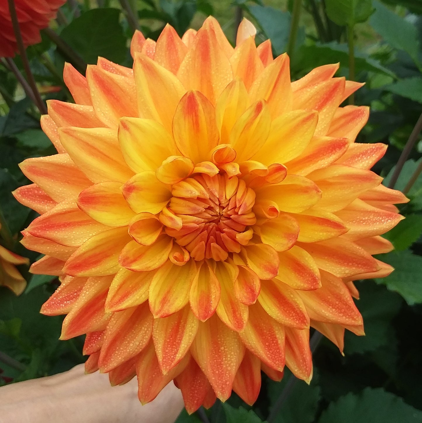 Neon Splendor
