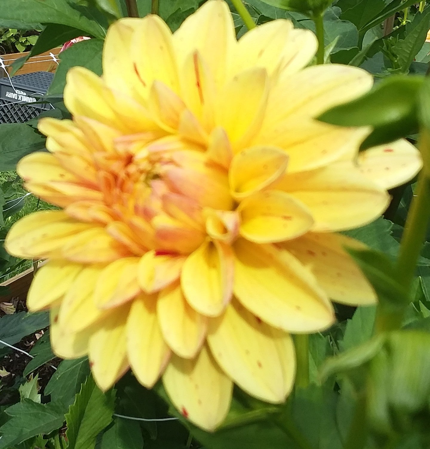 Not Gloriosa