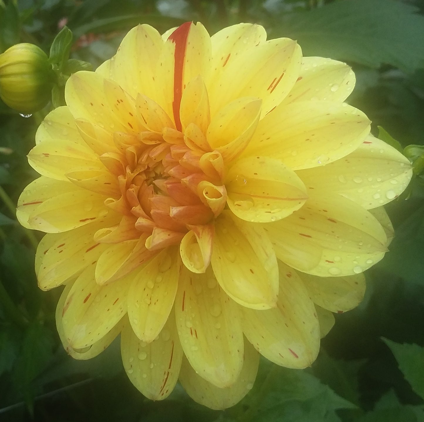 Not Gloriosa