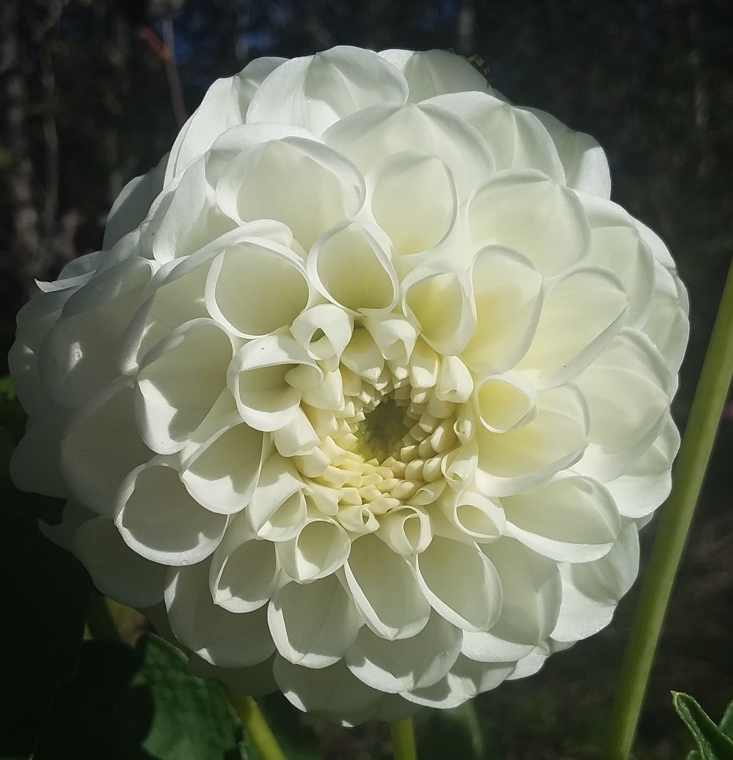 Orsett Beauty