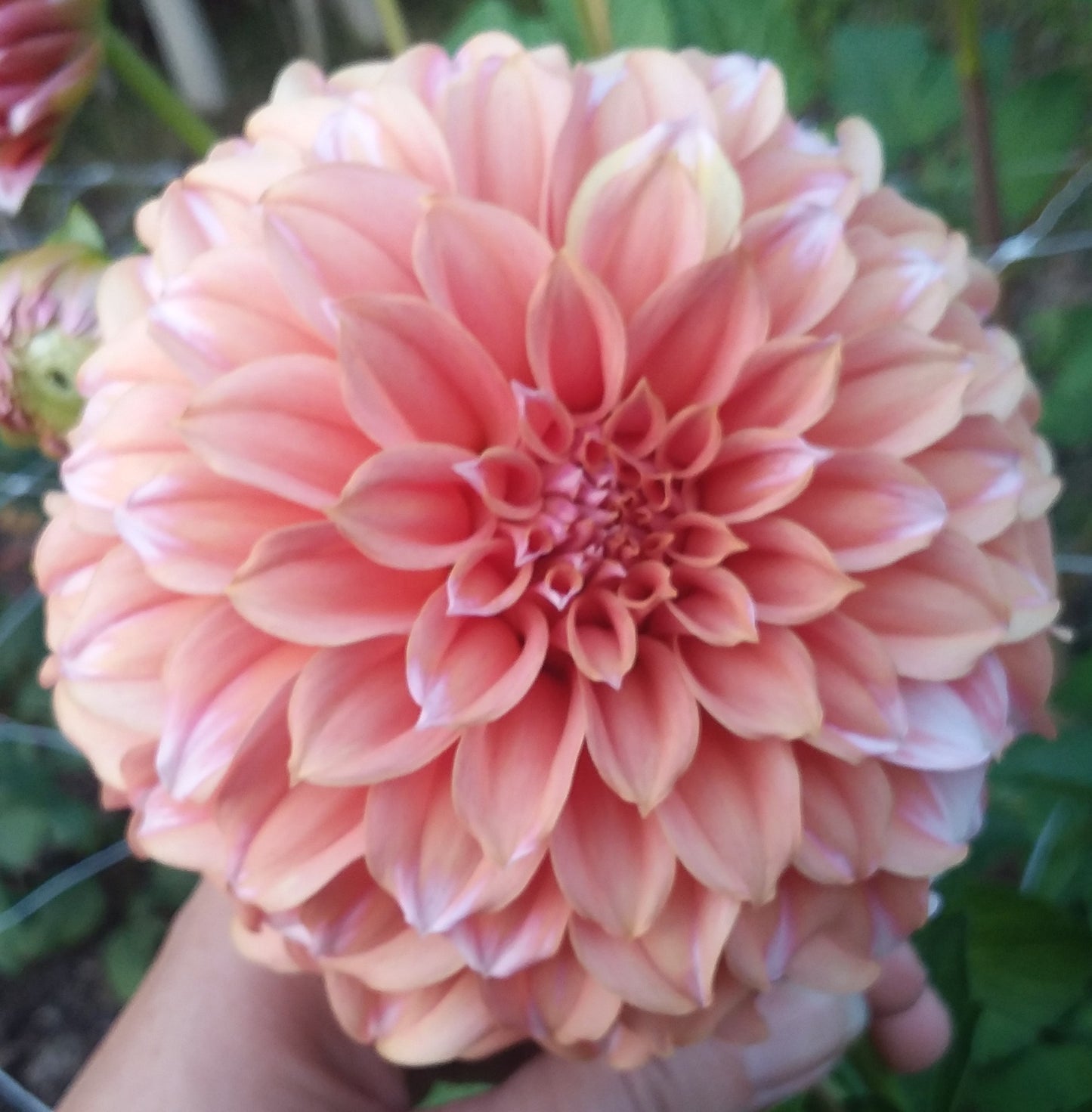 Peaches-N-Cream (solid peach)