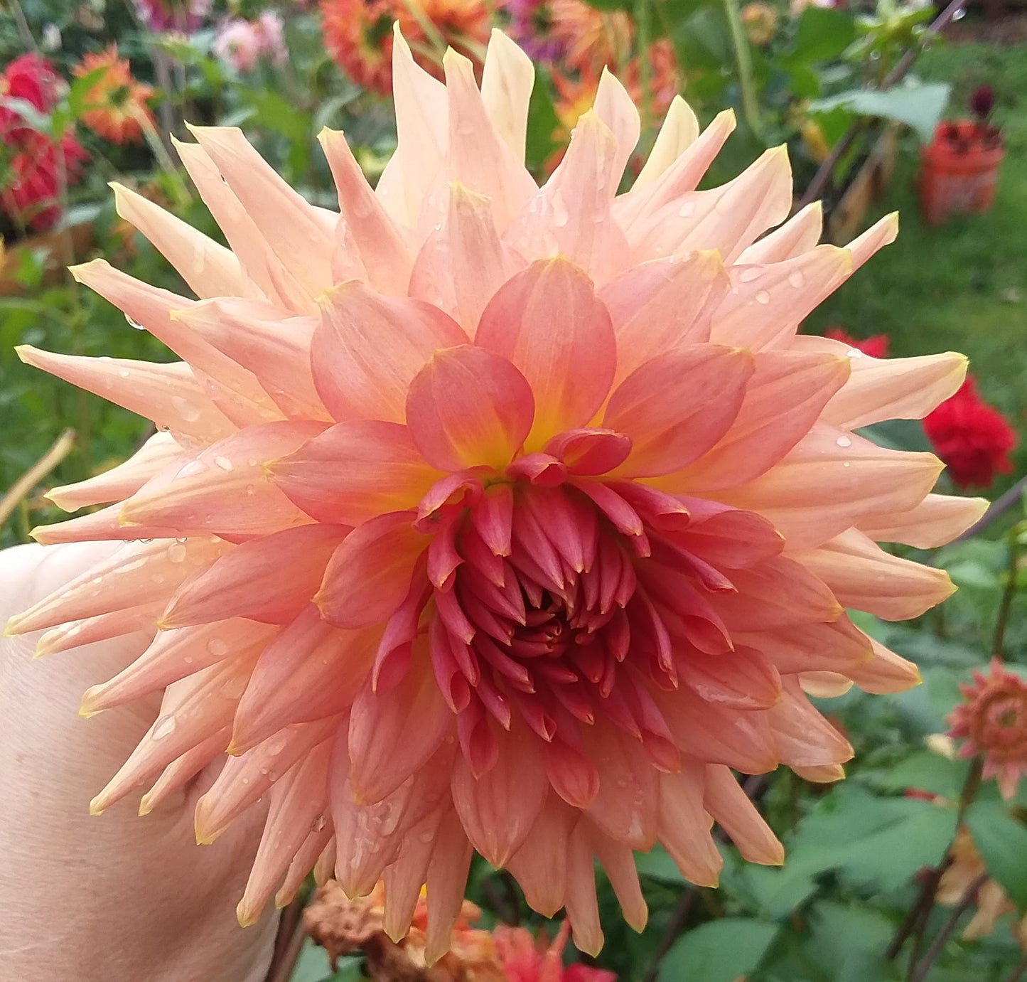 Terracotta