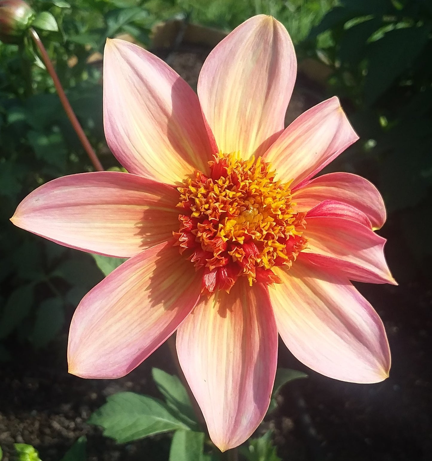 Totally Tangerine