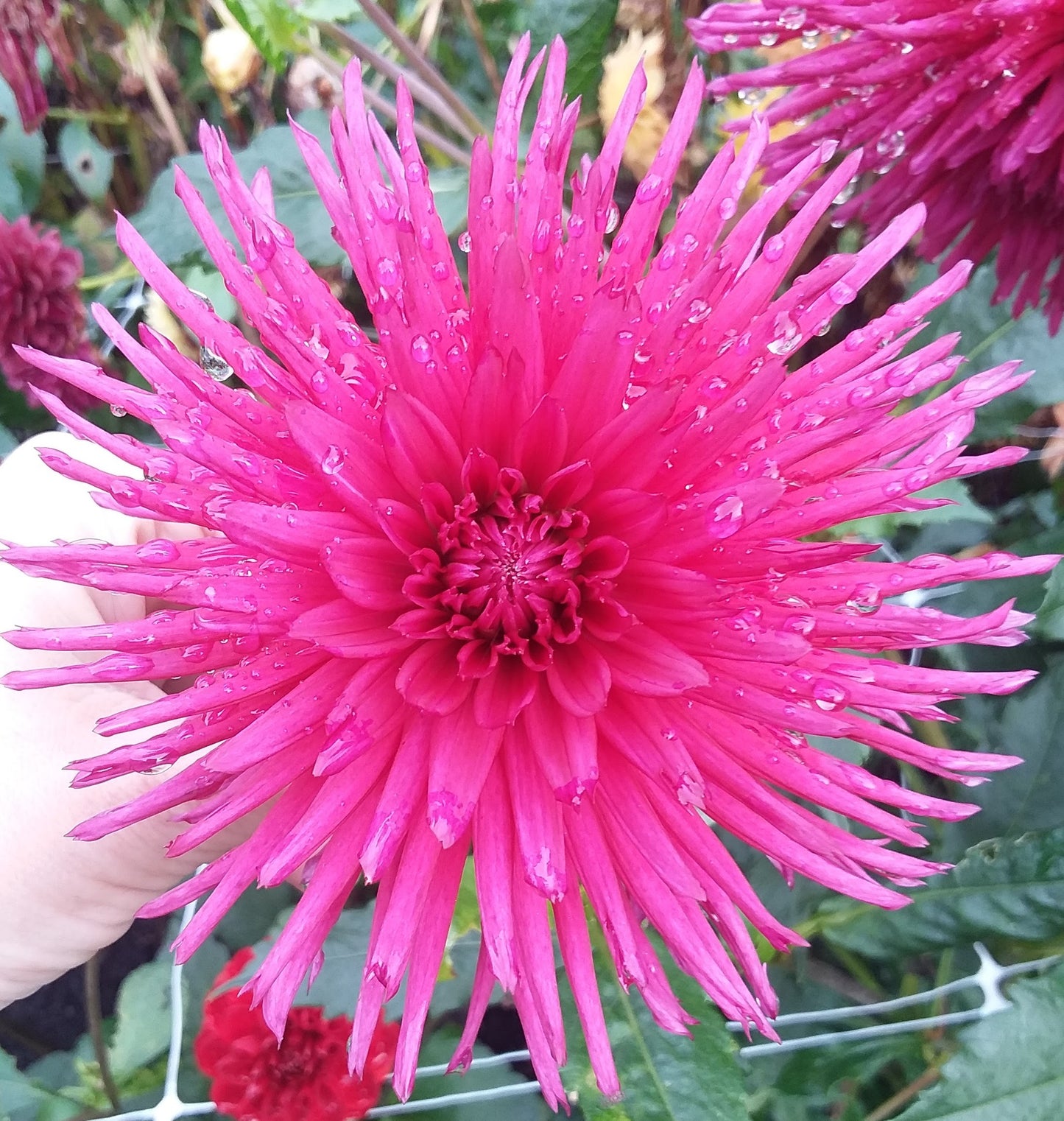 Urchin
