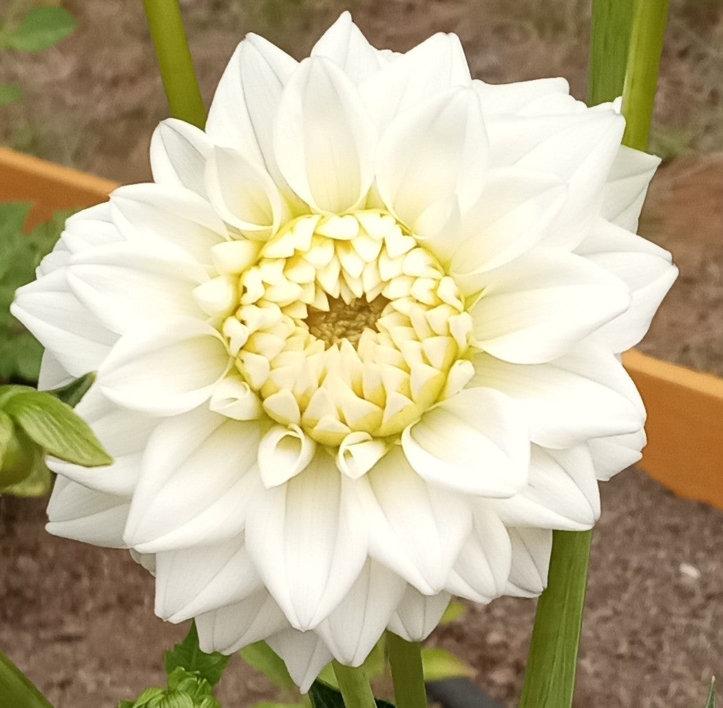 White Fawn