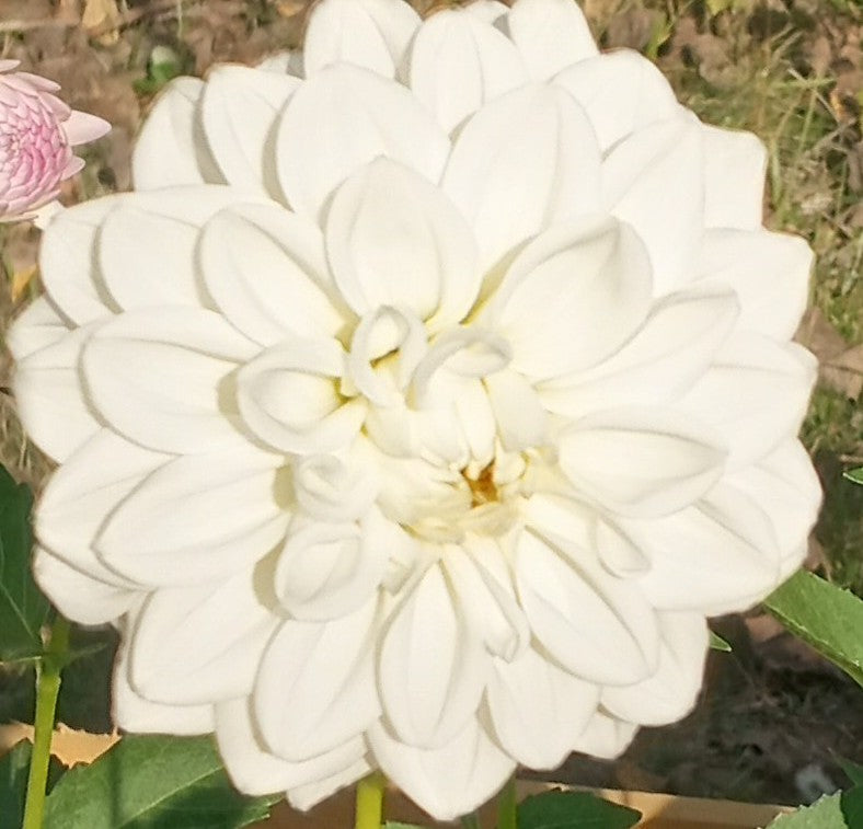 White Fawn