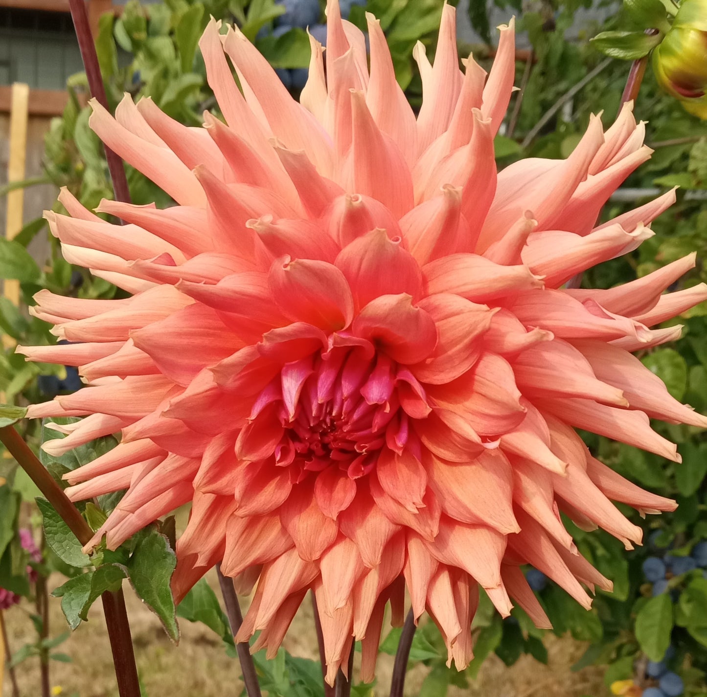 Terracotta