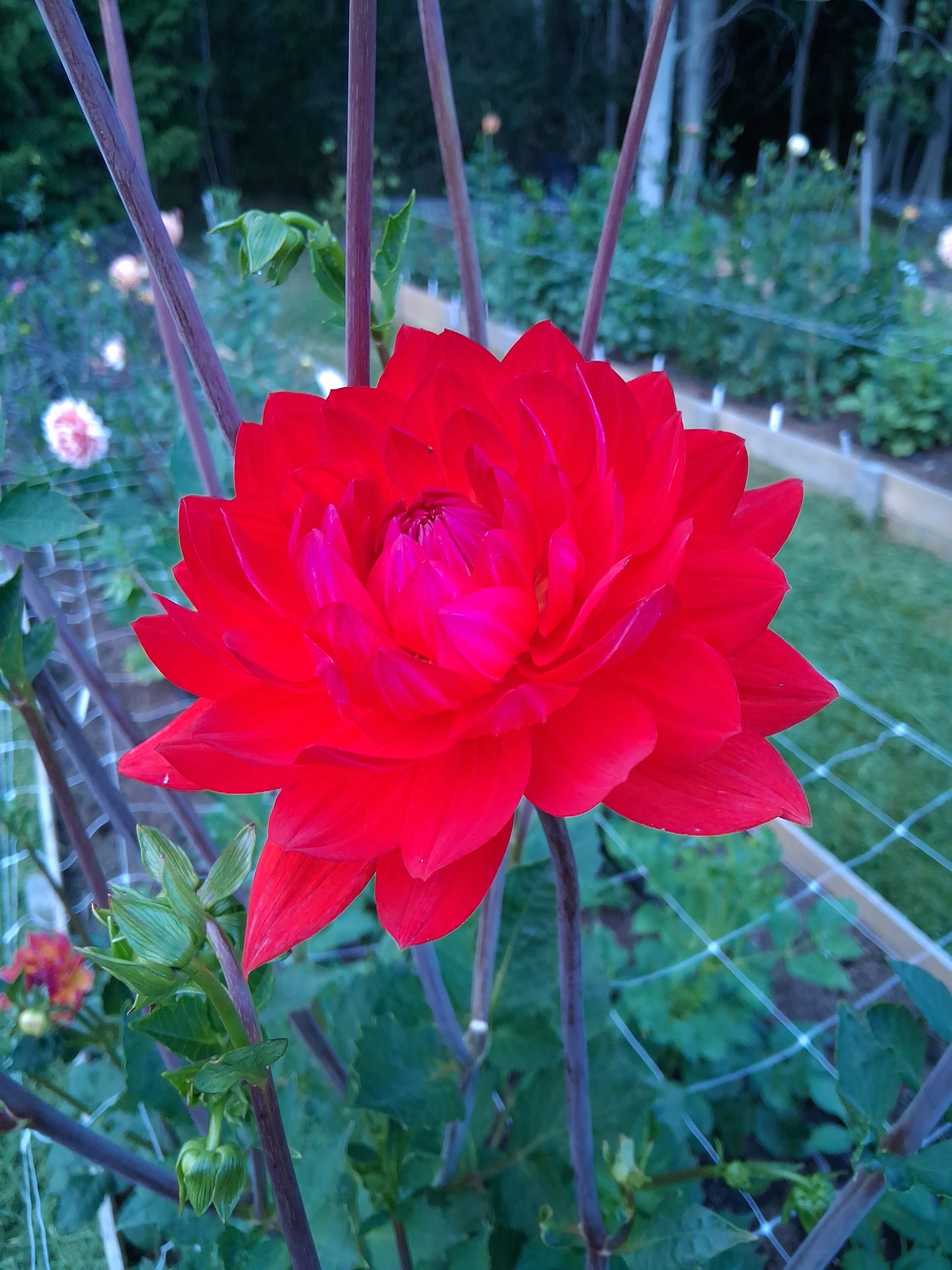 Taratahi Ruby