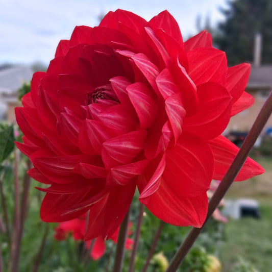 Taratahi Ruby