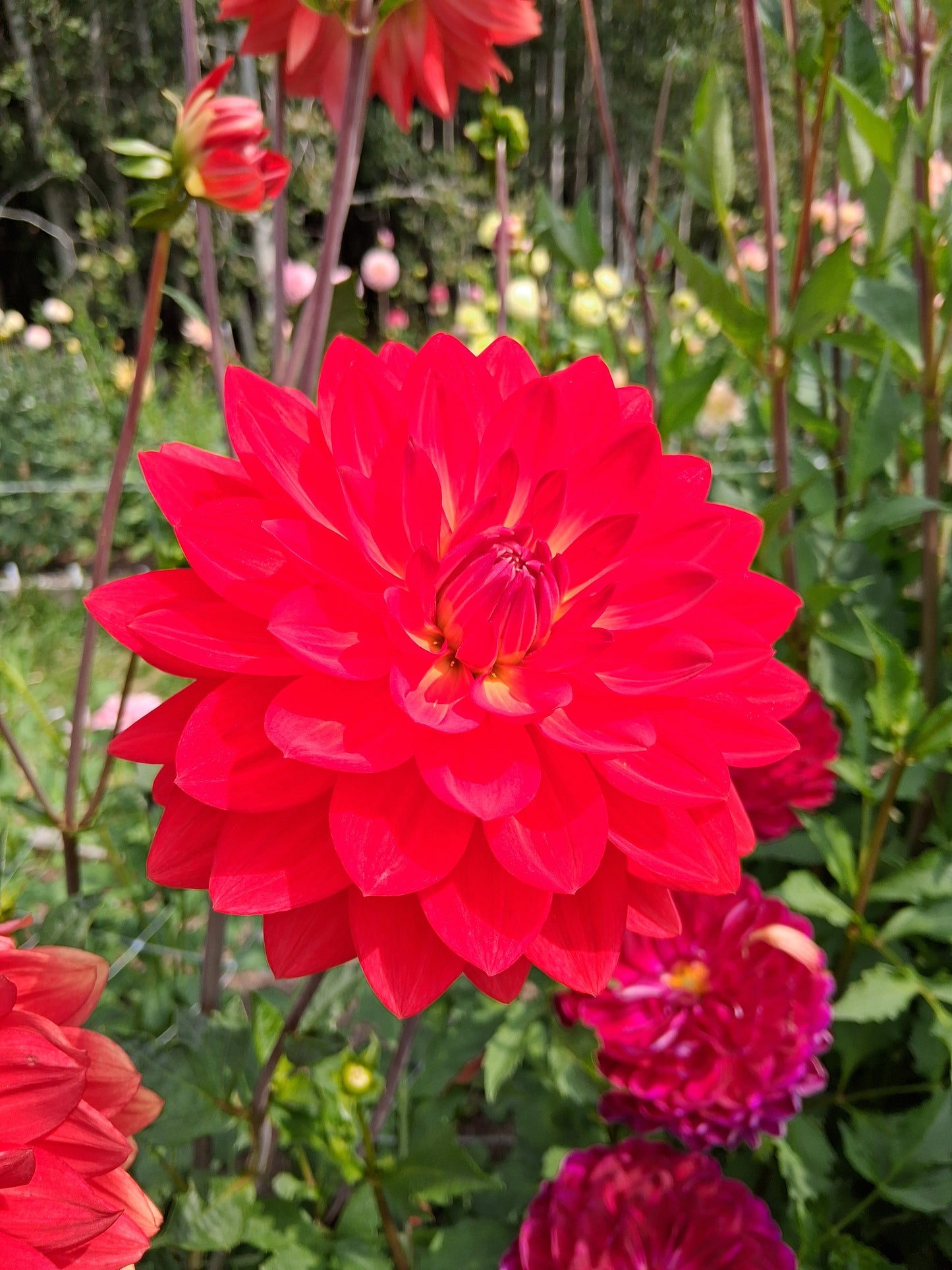 Taratahi Ruby