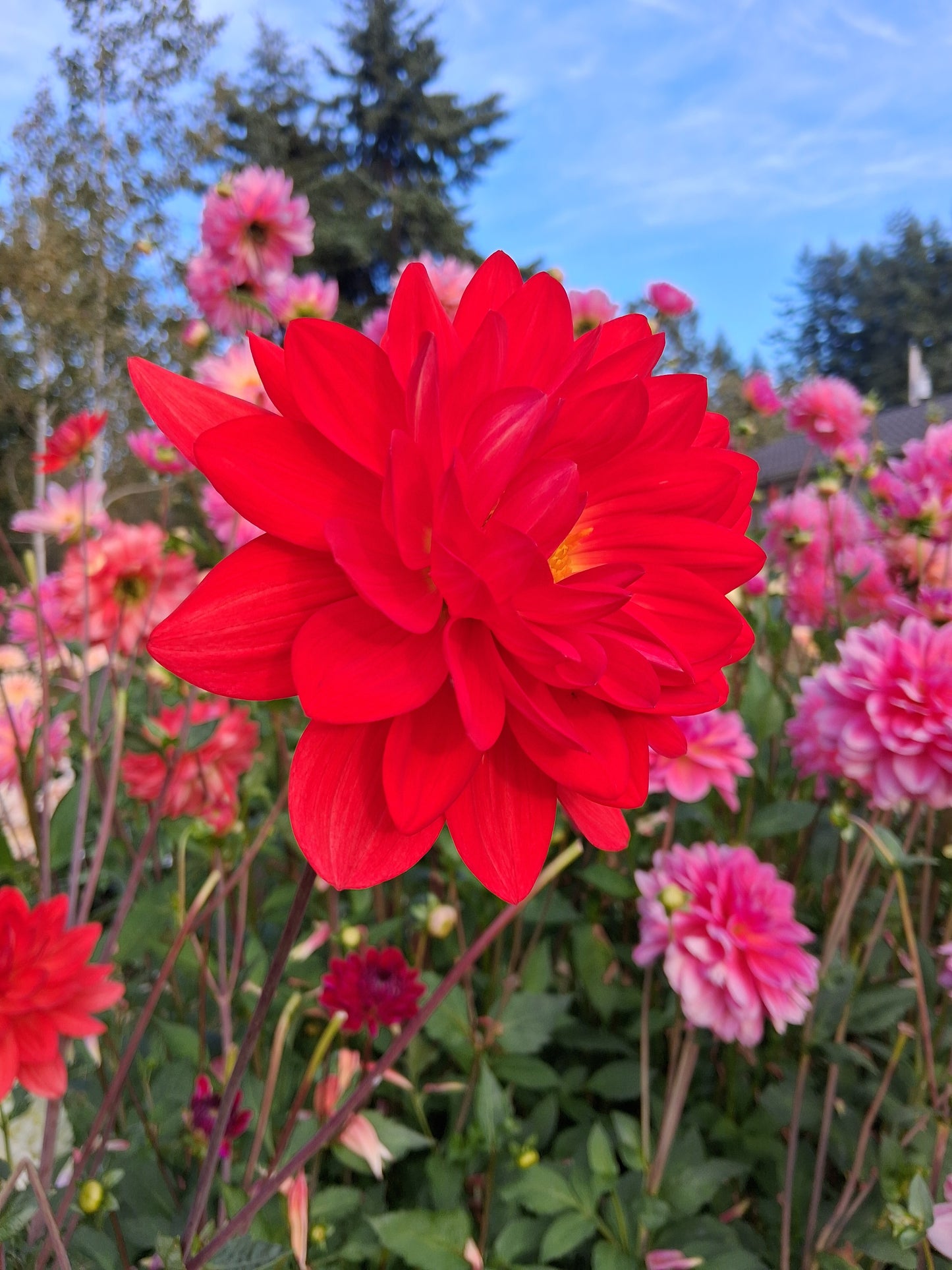 Taratahi Ruby