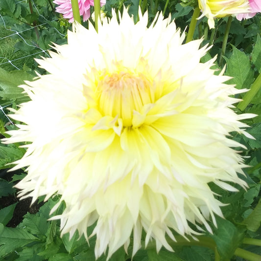 Citron Du Cap