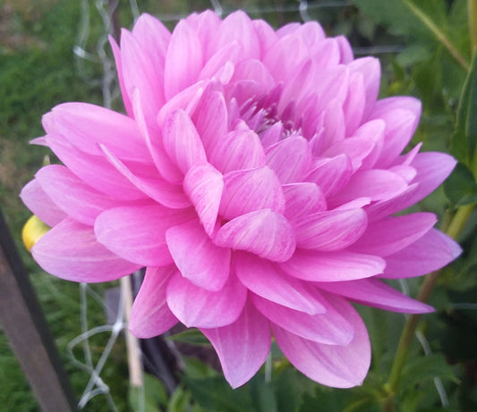 Pink/Purple Waterlily (Hapet Rose Dream?)
