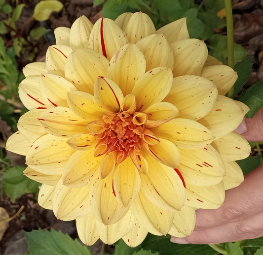 Not Gloriosa