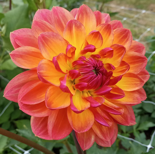 Pam Howden (LIMIT 2)
