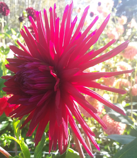 Urchin